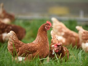 Why cage-free eggs becoming norm: It's what people want