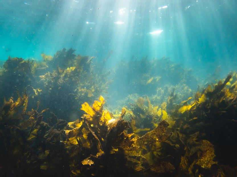 The more seaweed we eat, the healthier the sea gets - Seaweed absorbs excess seawater nutrients and is a super healthy vegetable