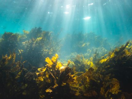 The more seaweed we eat, the healthier the sea gets