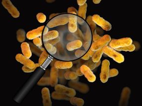Neue Wirkstoffkandidaten in Bakterien entdeckt