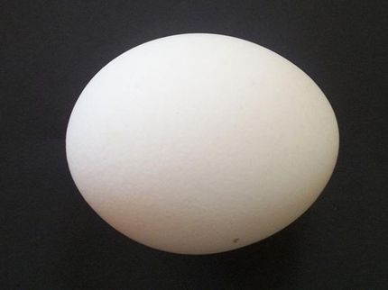 Nutritious cell-based formula optimized for human performance replaces chicken egg