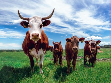 Rinder sind bei Fragen zum Klimawandel Teil der Lösung und nicht des Problems