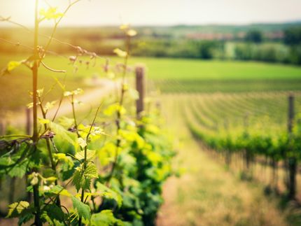 Winzer achten auf den sanften Schnitt