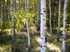 Birch trees as soil cleaners for microplastics.