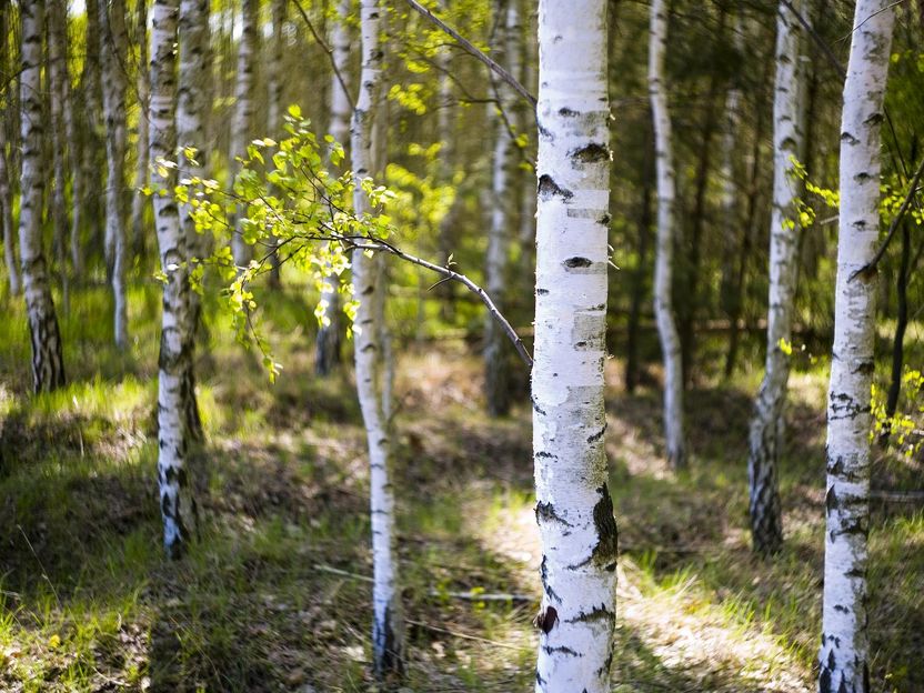 Birken entfernen Mikroplastik aus dem Boden - Mithilfe von Bäumen könnten mit Mikroplastik belastete Böden saniert werden