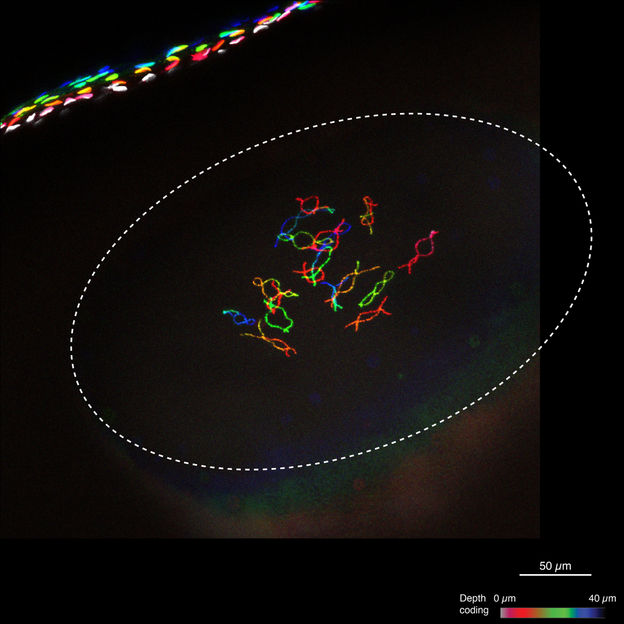 © Matthias Samwer, Max-Planck-Institut für biophysikalische Chemie