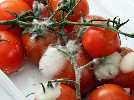 Verdorbene Tomaten müssen nicht sein. Das Unternehmen B+H Solutions aus Remshalden bei Stuttgart sorgt mit einem neuen Düngekonzept für längere Haltbarkeit.