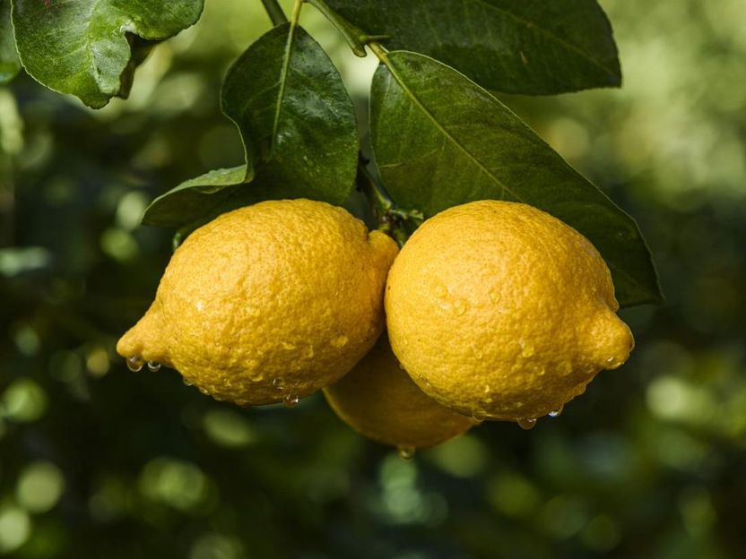 Lemon from Spain