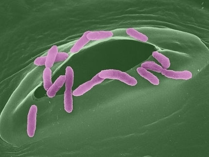 La unión con el enemigo: cómo los microbios protegen contra los patógenos en las plantas