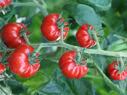 Tomato domestication involved agricultural cultures ranging from Peru to Mexico.