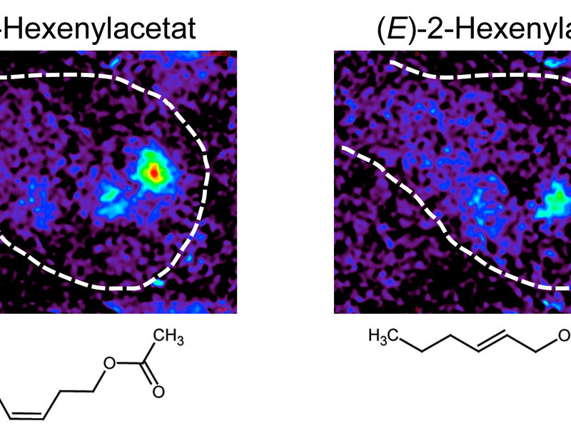 © Anna Späthe, Linda Kübler, Max Planck Institute for Chemical Ecology