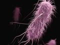 Große Bakterienpopulationen entwickeln stärkere Antibiotikaresistenz
