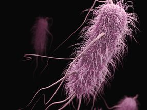 Large bacterial populations develop stronger resistance to antibiotics