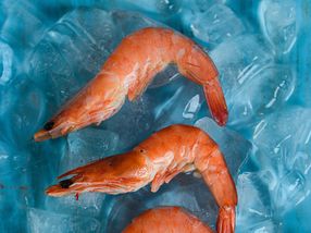 Lisaqua secures 4.9 million euros to launch the first land-based shrimp farm in France