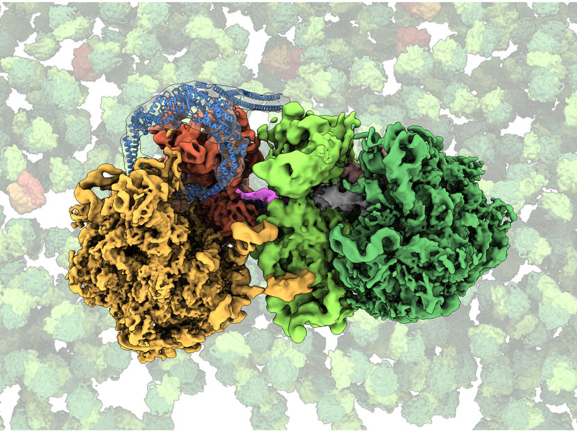 Rear-end Collision on the “Ribosome Highway” - Researchers identify bacterial protein that senses and rescues “stalled” ribosomes