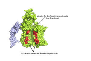 © Institut für Biochemie und Molekularbiologie