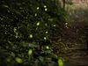 Glühwürmchen-Leuchten entlarvt Pestizide