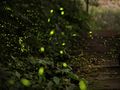 Firefly Luminescence Reveals Pesticides