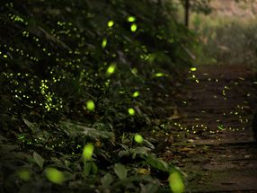 Glühwürmchen-Leuchten entlarvt Pestizide