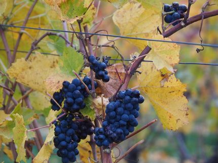 Historisch tiefe Weinernte im 2021