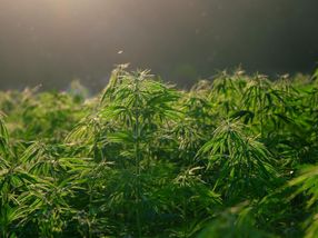 EIHA sees commercial hemp industry on the upswing