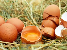 Produktion ökologisch erzeugter Eier deutlich gestiegen