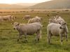 El estrés térmico del ganado puede costar miles de millones a finales de siglo