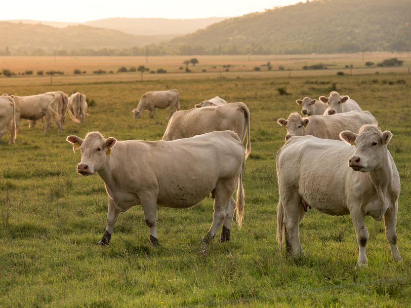 Heat stress for cattle may cost billions by century’s end