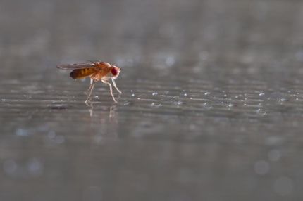 Es lebe der Unterschied: vom Ursprung der Hautfarbe