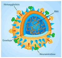 Existing Anti-Obesity Drugs May Be Effective Against Flu, Hepatitis and HIV