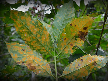 Genetische Forschung hilft bei der Bekämpfung von Krankheiten, die Hawaiis Kaffeepflanzen plagen