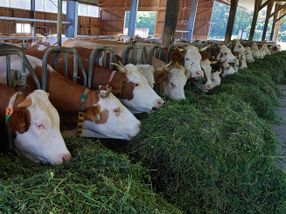 Bauernhofschutz: Antiallergischer Effekt des Kuhmilch-Proteins BLG