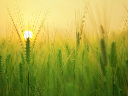 Ernährungssicherheit: ProVeg fordert Abkehr von intensiver Tierhaltung