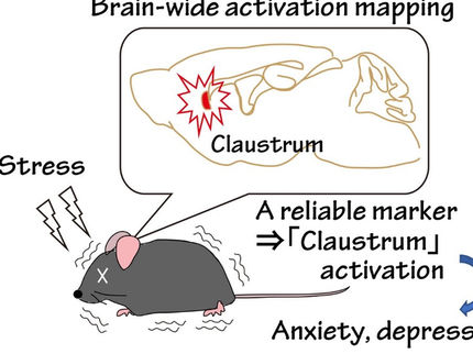 La desconexión de determinadas células cerebrales protege contra el estrés