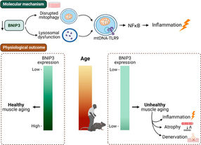 Correct mitochondrial function prevents muscle loss during ageing