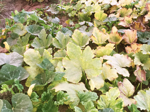 Going door-to-door to save Egypt’s pumpkins and address global food insecurity - Small farmers, international scientific team join to help agriculture adapt to climate change