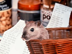 Hamsterkäufe: unnötig und unsolidarisch