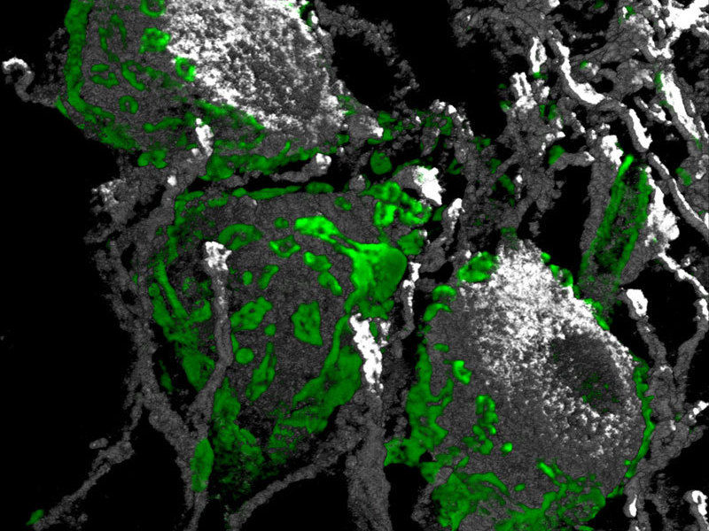© MPI f. experimentelle Medizin, Benjamin H. Cooper