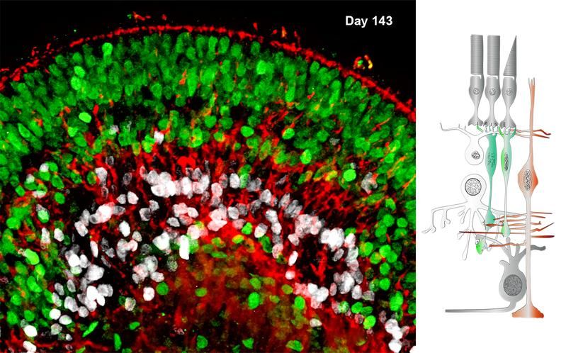 MPI für molekulare Biomedizin / Yotam Menuchin-Lasowski