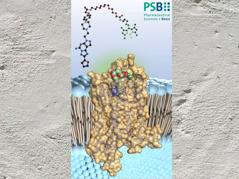 Study shows how bioactive substance inhibits important receptor - Results from the University of Bonn raise hope for new drugs against cancer and brain diseases