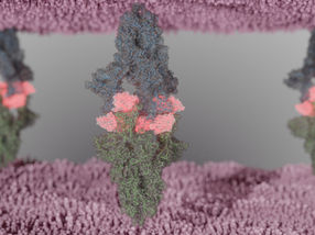 Fu2-Nanokörper gebunden an den viralen Spike