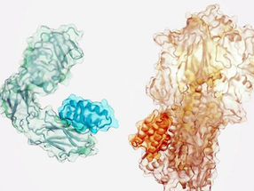Entwurf von Proteinbindern allein anhand der Zielstruktur