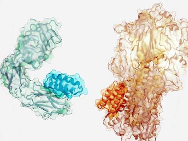 ian Haydon/Institute for Protein Design