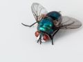 Blow flies can be used to detect use of chemical weapons, other pollutants