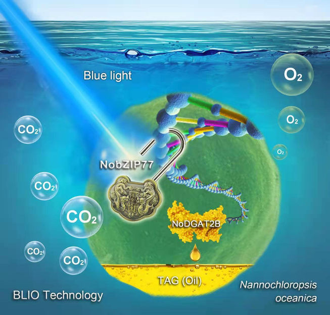 Conversión de dióxido de carbono en biocombustibles a partir de