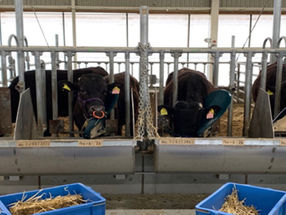 Researchers investigate the physiological changes in Japanese Black steers during feeding