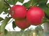 Früchte der allergikerfreundlichen Apfelsorte 'ZIN 168'.