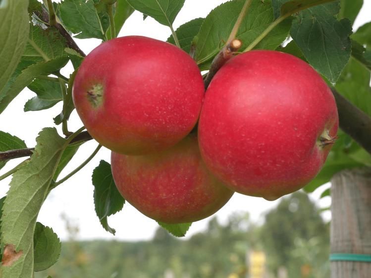 Allergy-friendly apple varieties - European Center for Allergy Research Foundation awards seal for apple varieties