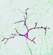 New regulator discovered for information transfer in the brain