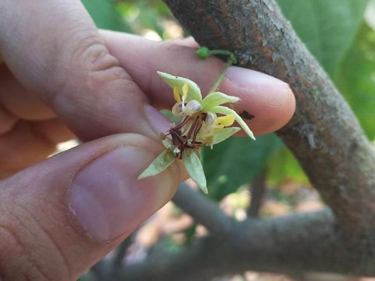 The Cacao Tree Enigma - The tropical tree, from whose seeds chocolate and other sweets are produced, has its secrets